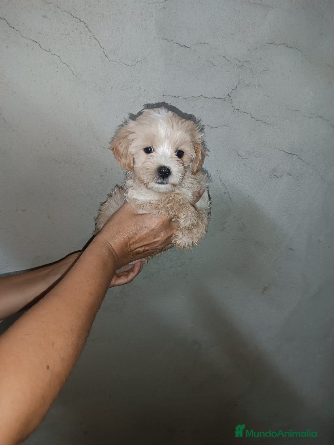 Maltipoo perros en venta: LINDO MACHITO MALTIPOO - Imagen 2