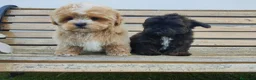 Maltipoo perros en venta: Maltipoo mini negro  - Anuncio 3