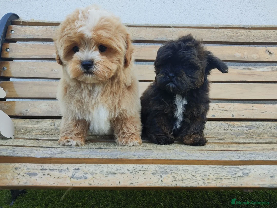 Maltipoo perros en venta: Maltipoo mini negro  - Anuncio 3