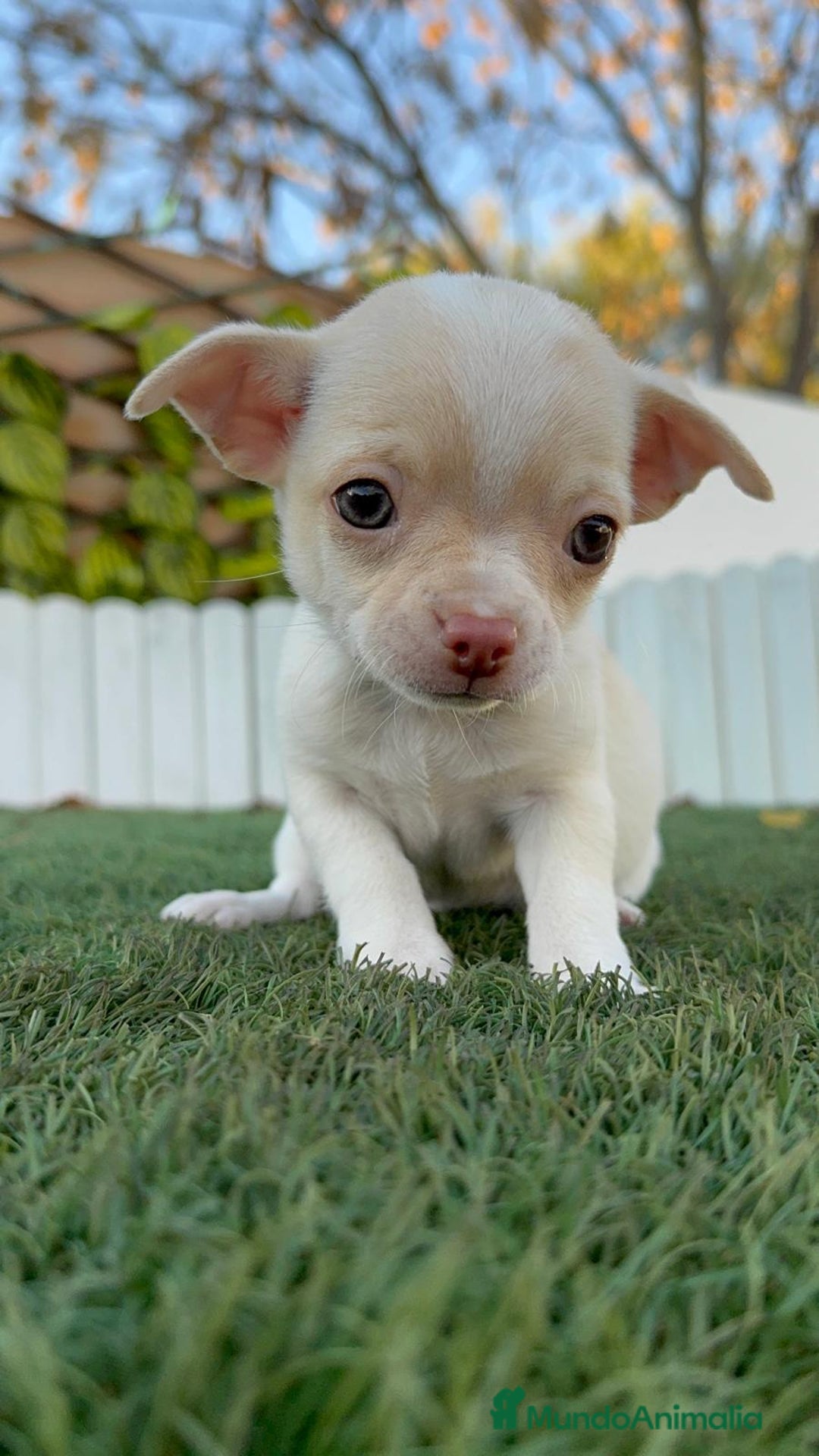 Chihuahua perros en venta: CHIHUAHUA MACHO - Anuncio 10