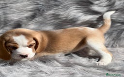 Beagle perros en venta: Beagle limon  en Barcelona - Imagen 3