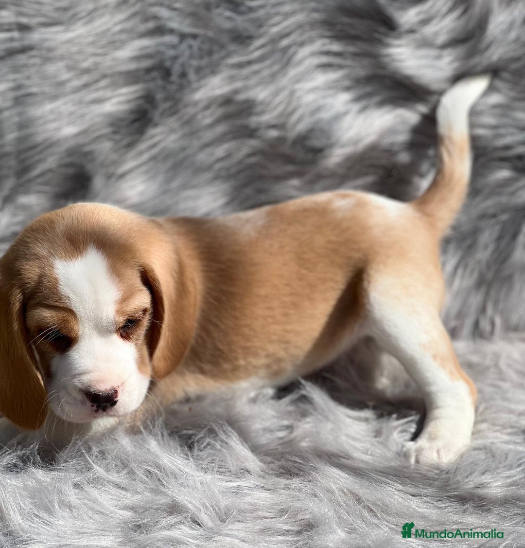 Beagle perros en venta: Beagle limon  en Barcelona - Imagen 3