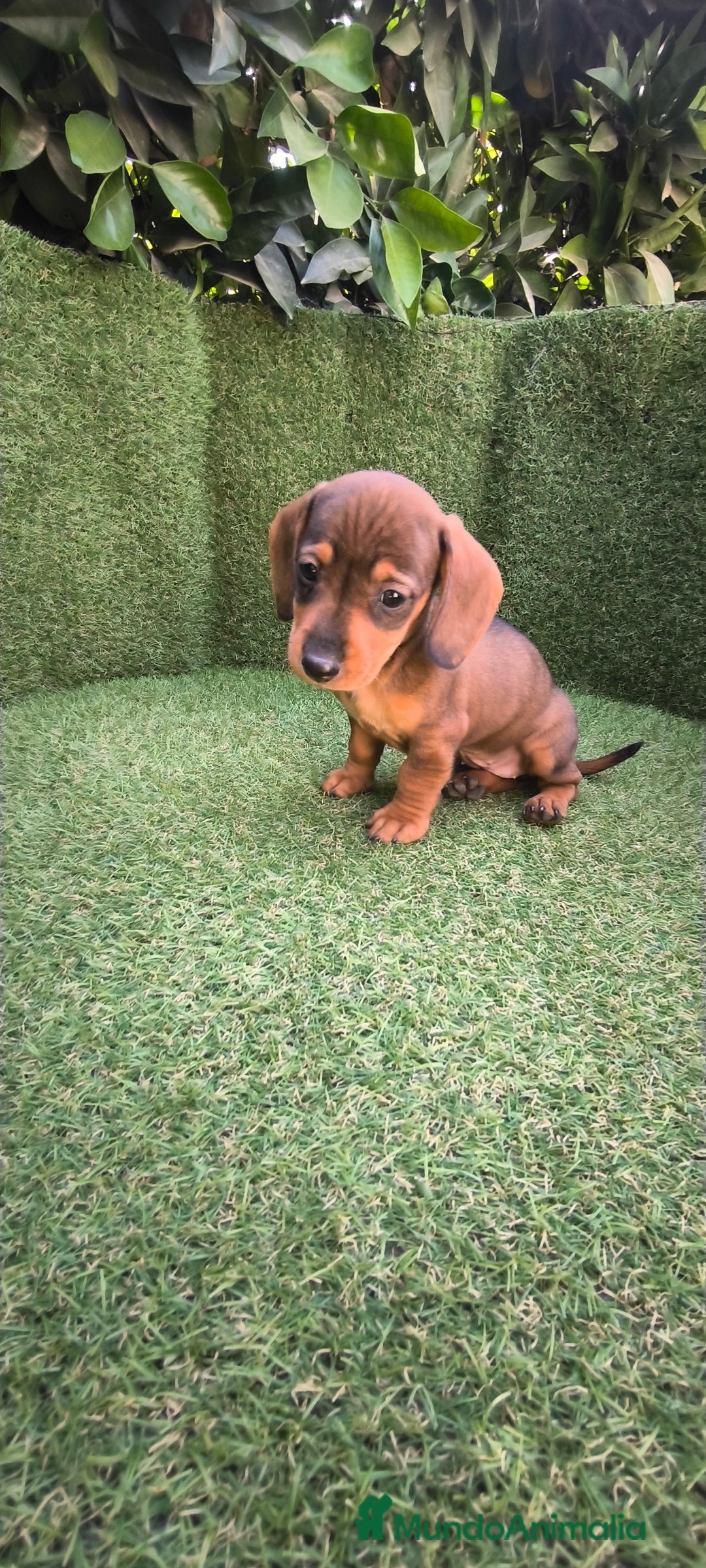 Teckel Miniatura perros en venta: teckel miniatura  - Imagen 20