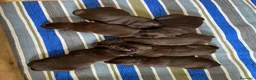 Labrador Retriever perros en venta: Labrador retriever chocolate  - Anuncio 7
