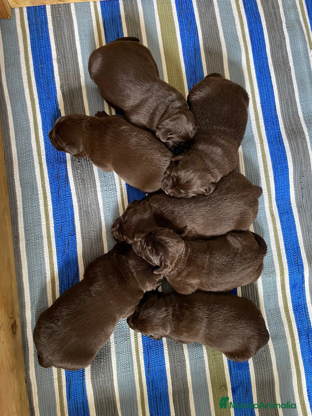 Labrador Retriever perros en venta: Labrador retriever chocolate  - Anuncio 7