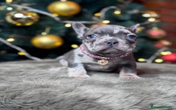 Bulldog Francés perros en venta: BULLDOG FRANCÉS / CUIDADOS A CADA DETALLE  - Anuncio 4