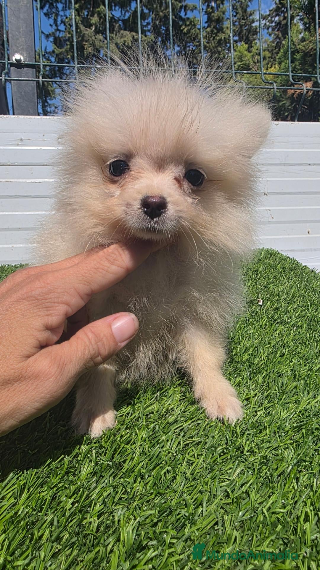 Pomerania perros Pomerania lulus toy 604370339 Benidorm  - Anuncio 28