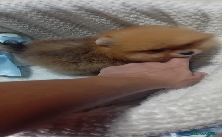 Pomerania perros - Anuncio 10
