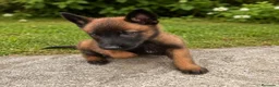 Pastor Belga Malinois perros en venta: PASTOR BELGA MALINOIS - Anuncio 4