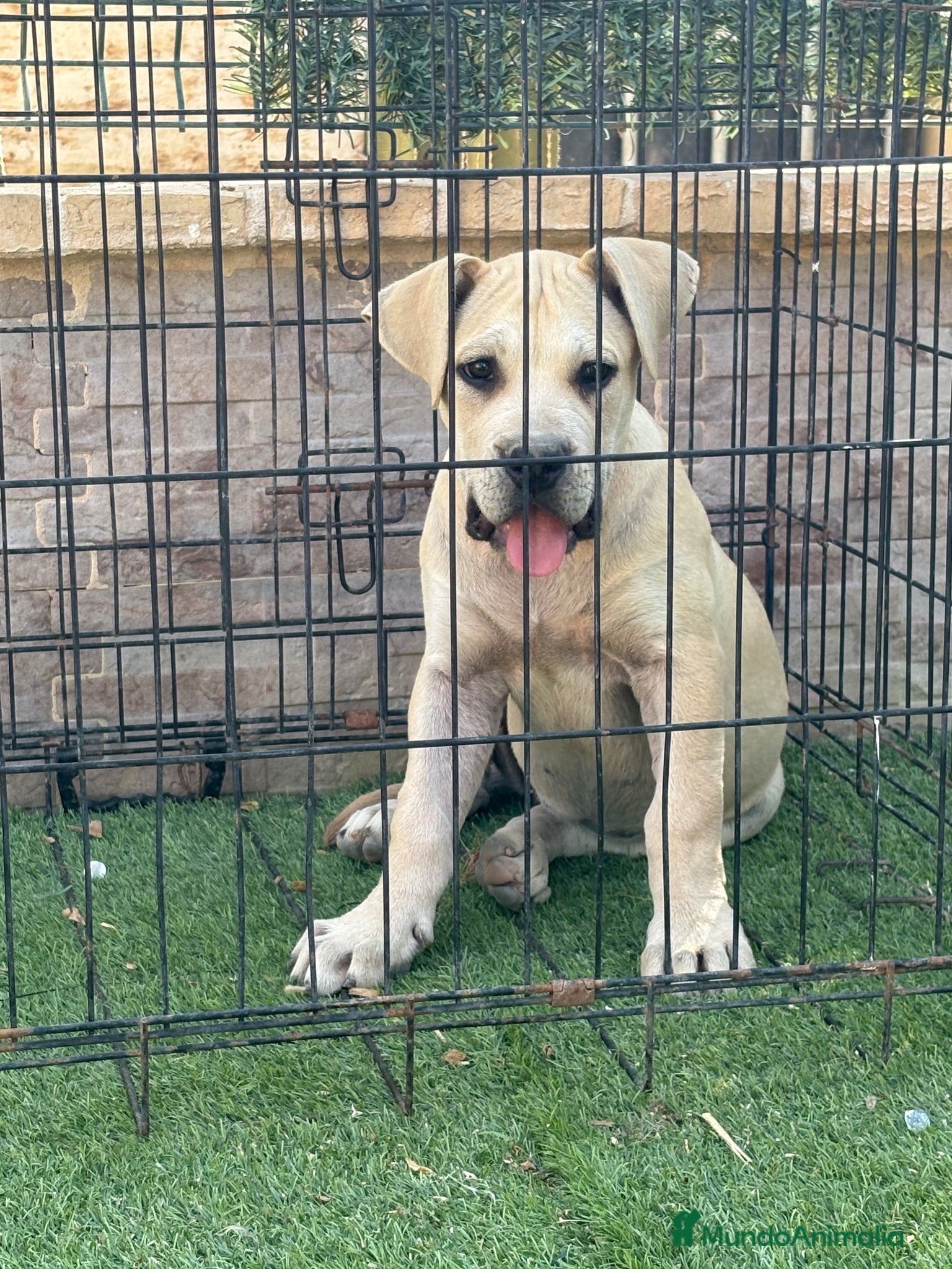 Presa Canario perros Cachorra presa canario  - Anuncio 1
