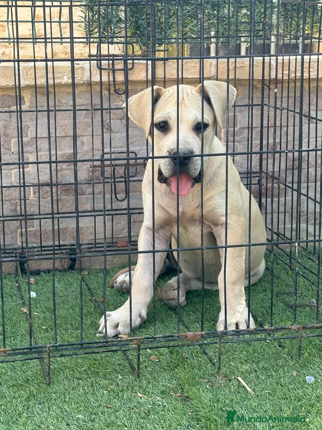 Presa Canario perros en venta: Cachorra presa canario  - Anuncio 1