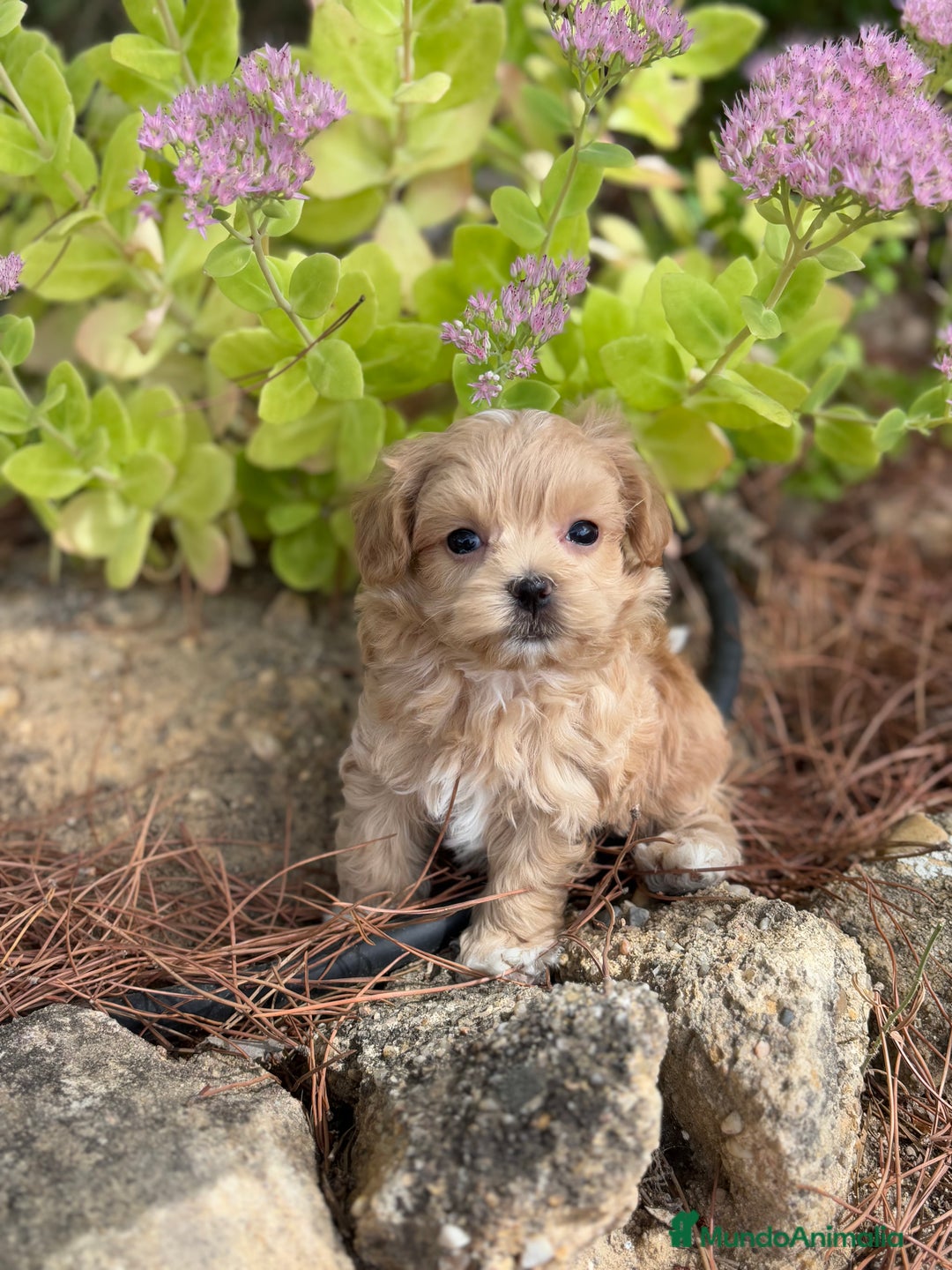 Maltipoo perros en venta: Maltipoo de caramelo hembras  - Imagen 1