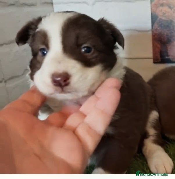 Border Collie perros Border Collie  - Anuncio 1