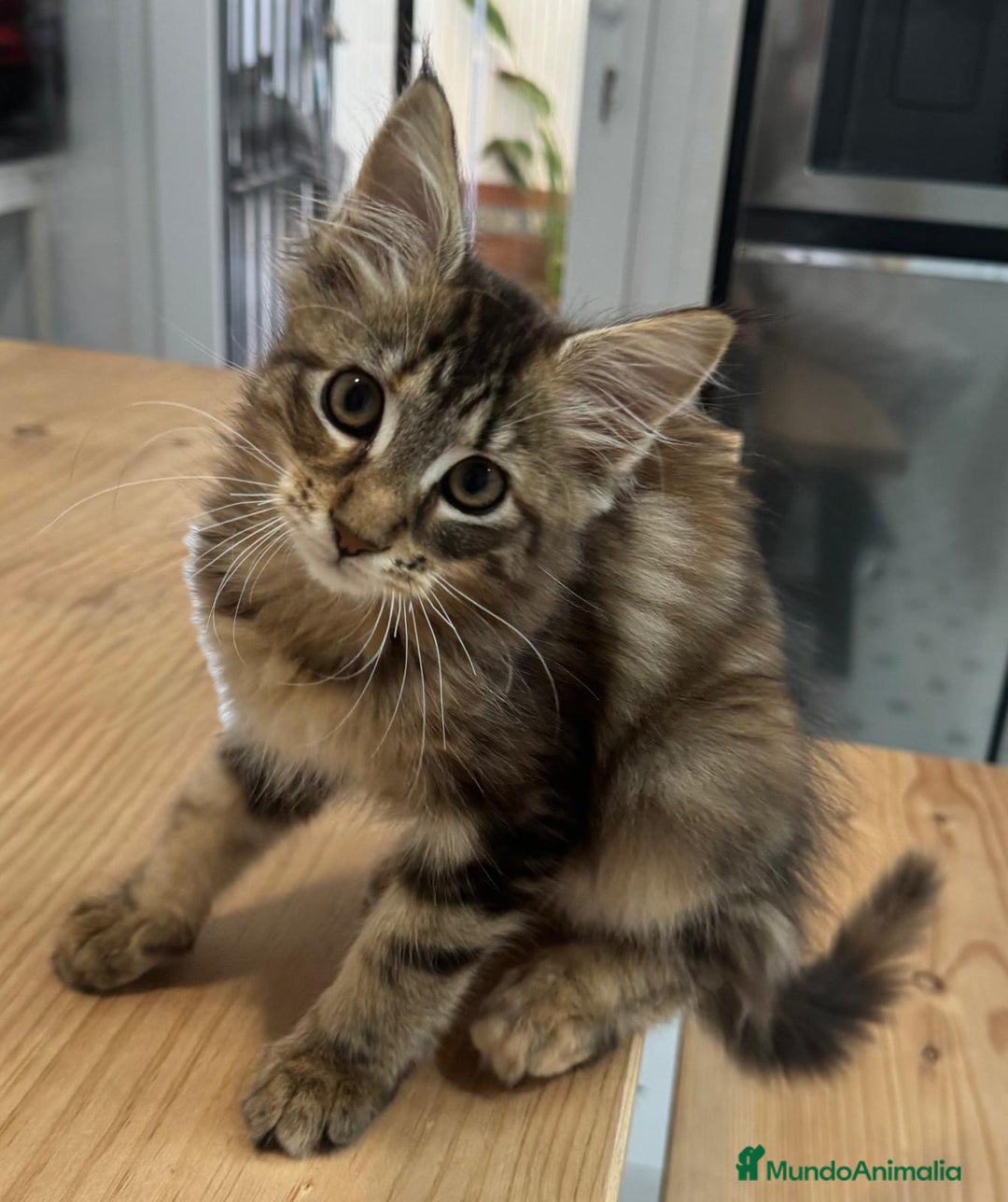 Maine Coon gatos en venta: Preciosa gatita Maine coon - Anuncio 8