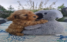 Caniche Toy perros en venta: Caniche toy macho rojo  - Imagen 7