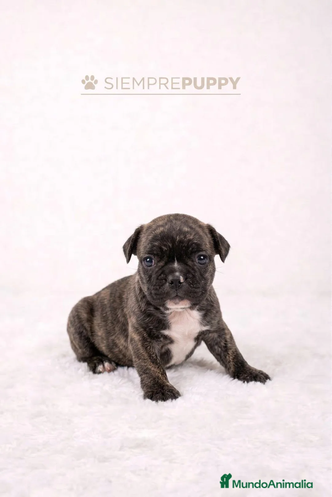 Bulldog Francés perros en venta: ADORABLE CACHORRITA BULLDOG FRANCÉS - Anuncio 2
