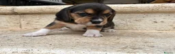 Beagle perros en venta: Beagle - Anuncio 9