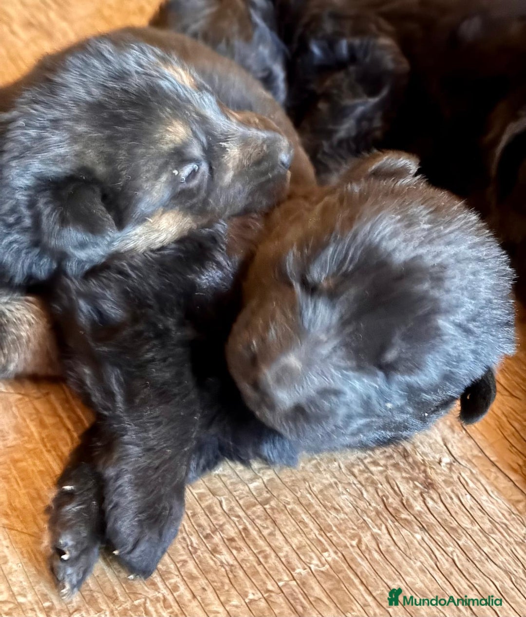 Pastor Alemán perros en venta: Pastor alemán belleza  - Anuncio 11