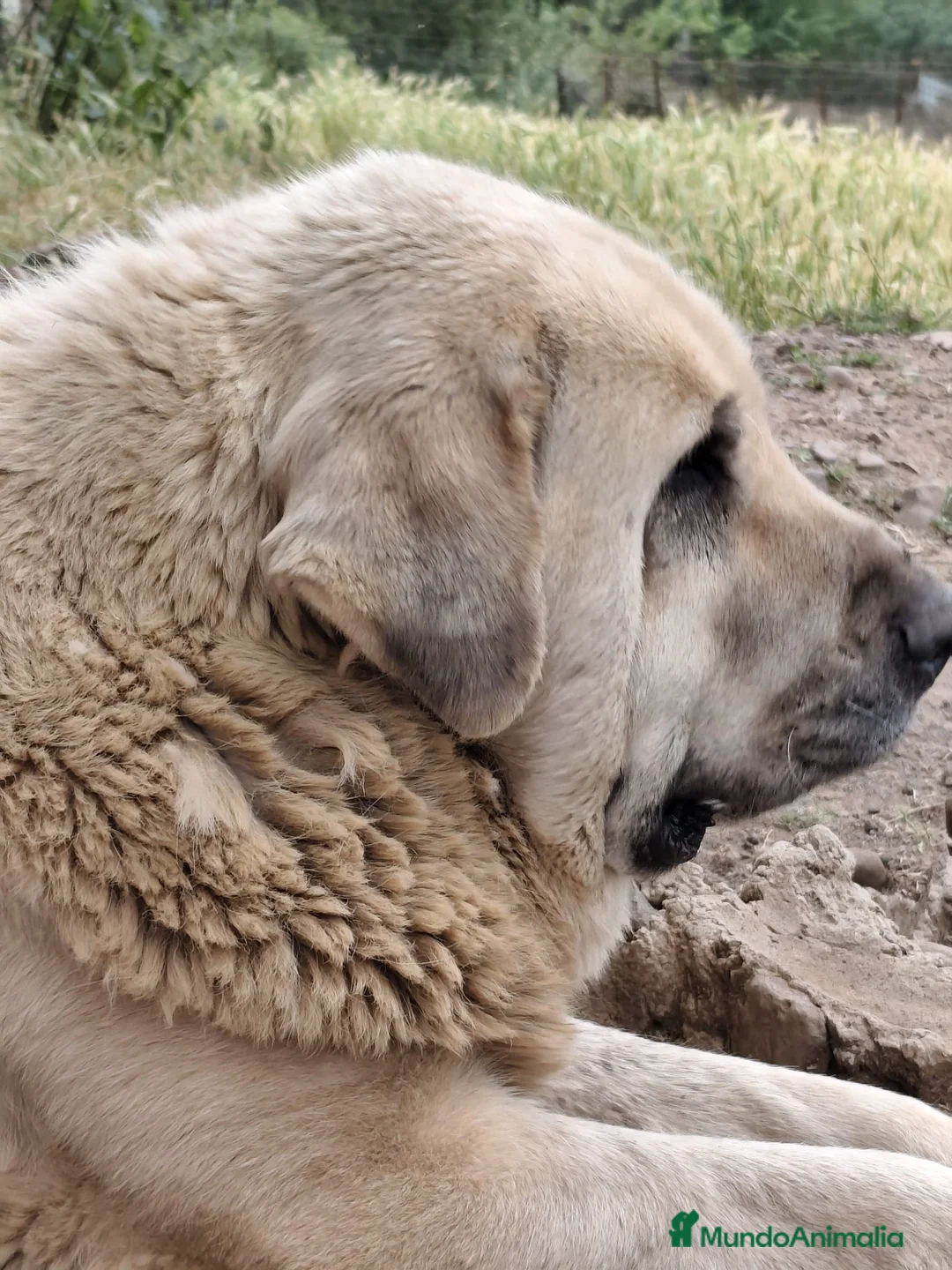 Mastín Español perros en venta: Mastin Español PURO - Anuncio 3