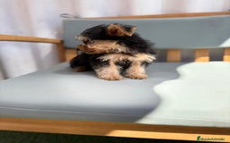 Yorkshire Terrier perros en venta: Yorkshire toy - Imagen 5
