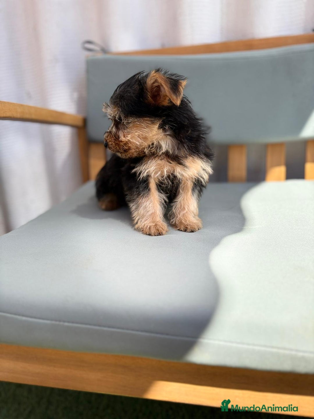 Yorkshire Terrier perros en venta: Yorkshire toy - Imagen 5