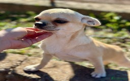 Chihuahua perros en venta: Chihuahua  - Imagen 3