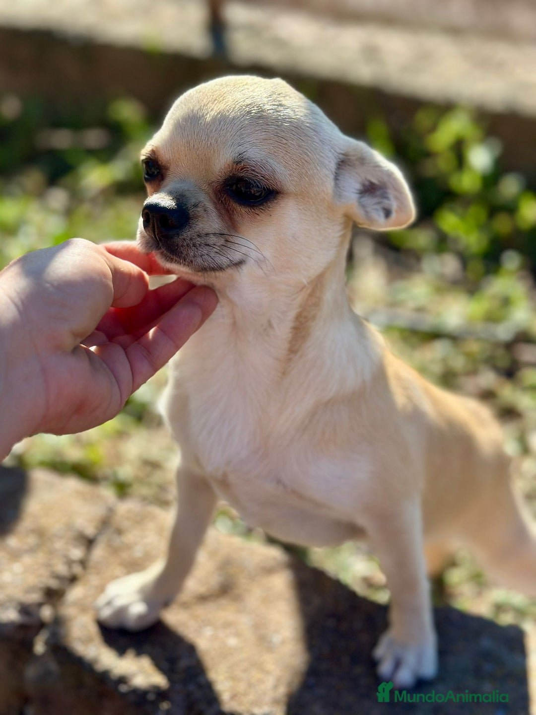 Chihuahua perros en venta: Chihuahua  - Imagen 3