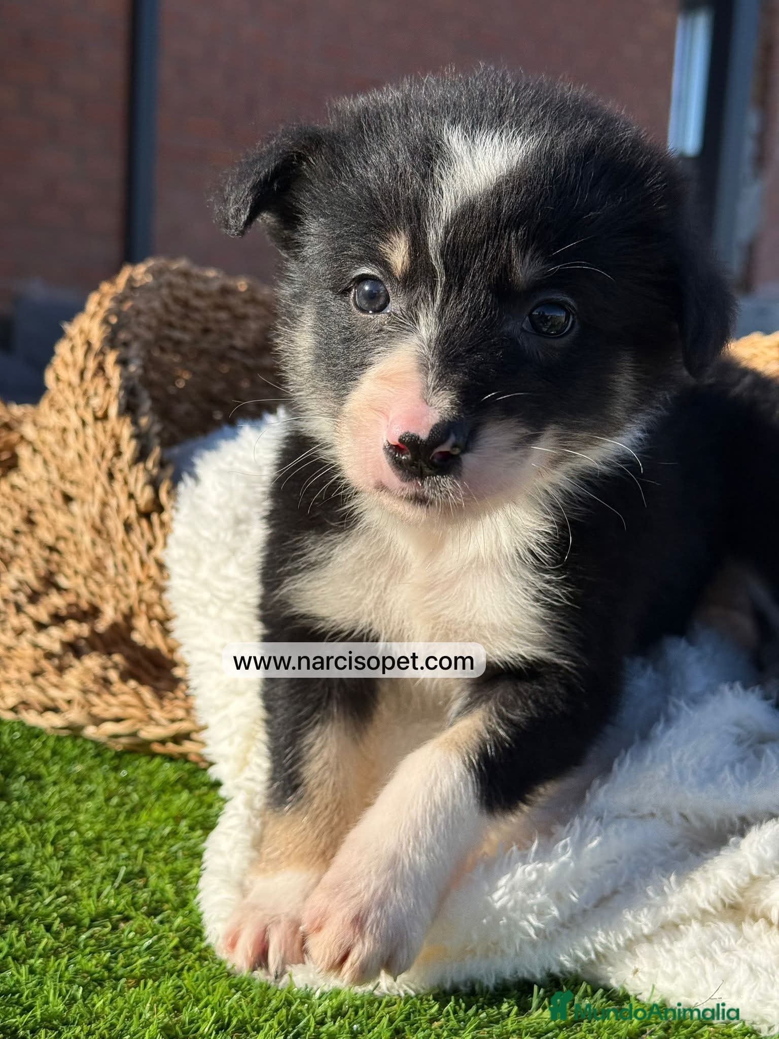 Border Collie perros en venta: BORDER COLLIE TRICOLOR - Anuncio 6