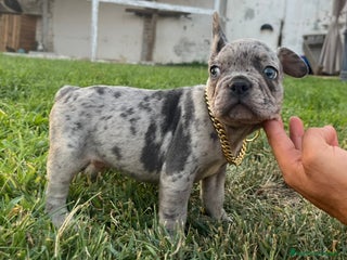 Bulldog Francés perros en Madrid - Anuncio 3
