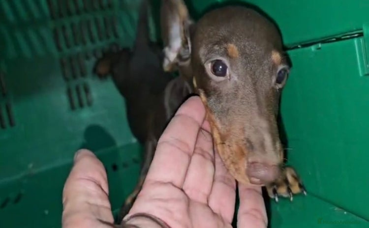 Teckel Miniatura perros Cachorro Teckel Miniatura Marron - Anuncio 1