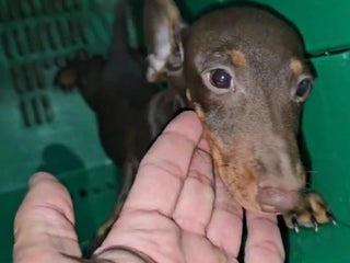 Teckel Miniatura perros Cachorro Teckel Miniatura Marron - Anuncio 1