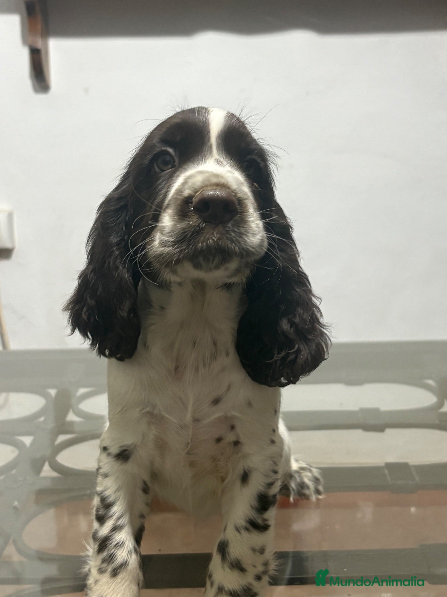 English Springer Spaniel perros Cachorros SPRINGER SPANIEL INGLÉS LÍNEA BELLEZA  - Anuncio 2