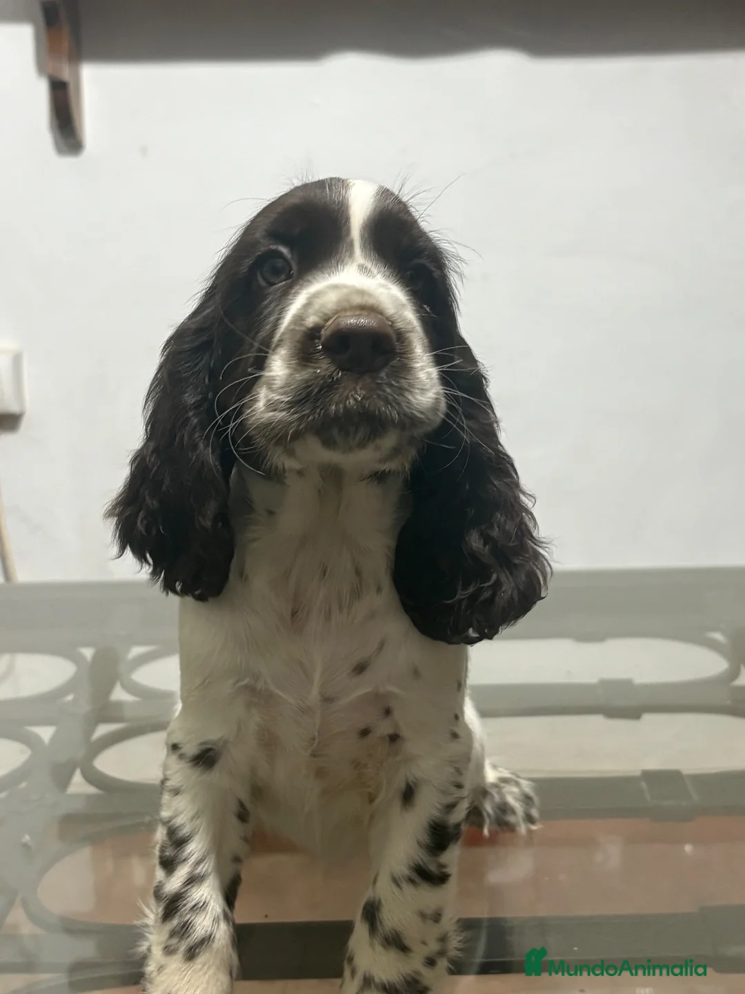 English Springer Spaniel perros en venta: Cachorros SPRINGER SPANIEL INGLÉS LÍNEA BELLEZA  - Anuncio 2