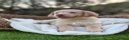 Labrador Retriever perros en venta: LABRADOR HEMBRA - Anuncio 2