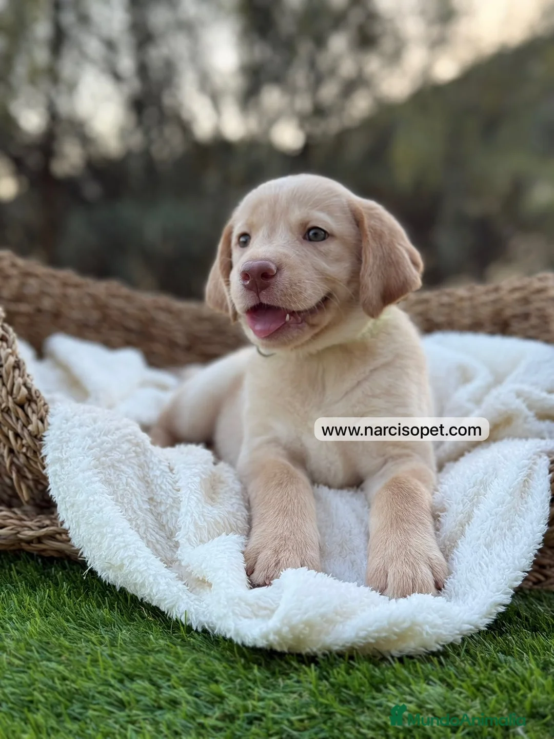 Labrador Retriever perros en venta: LABRADOR HEMBRA - Anuncio 2