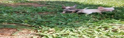 Chihuahua perros en venta: PRECIOSOS CHIHUAHUA RUSO Y ASIÁTICO  - Anuncio 23