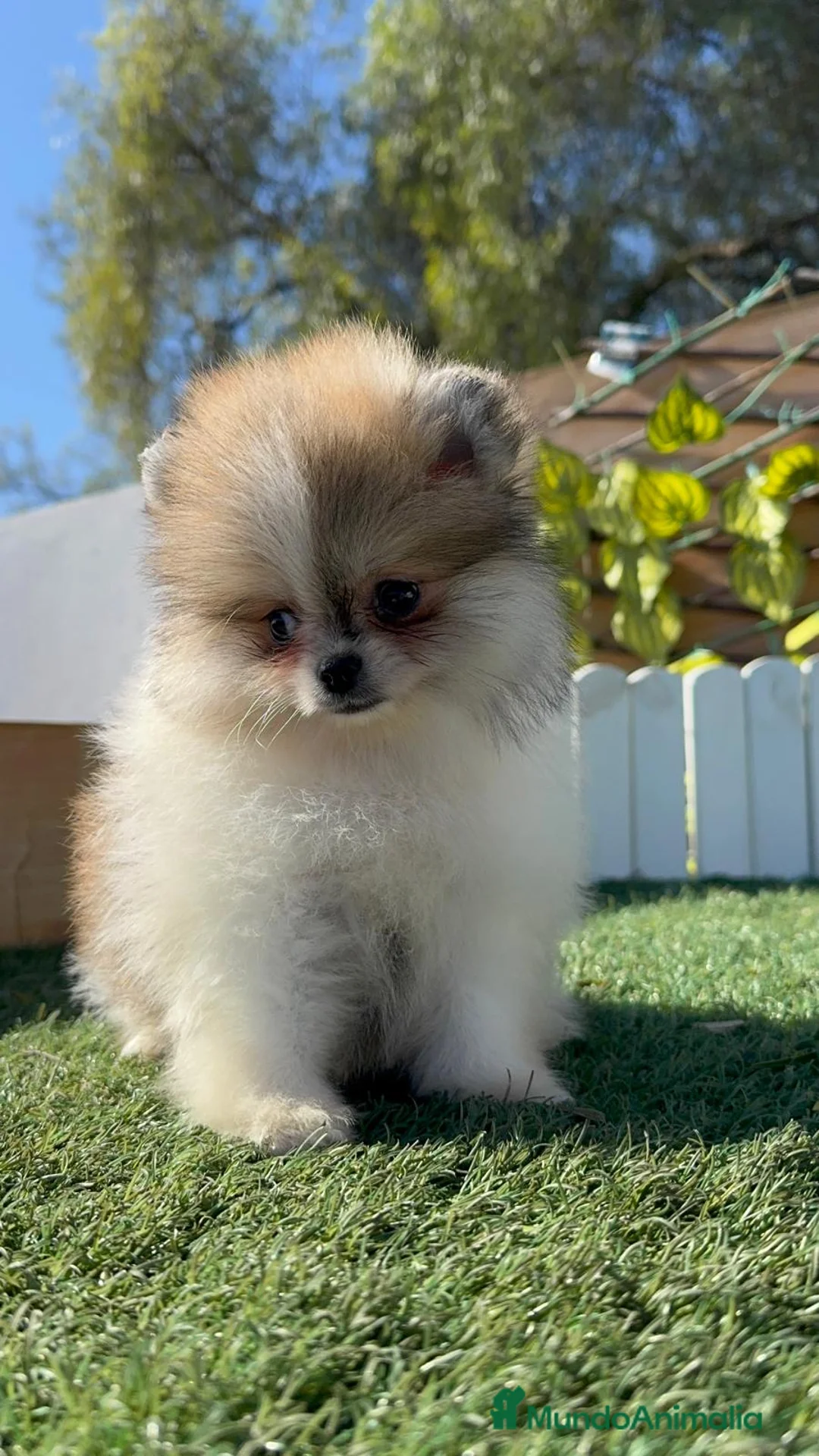 Pomerania perros en venta: POMERANIA - Anuncio 3