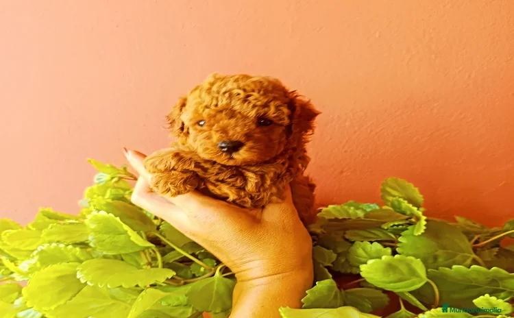 Caniche Toy perros - Propaganda 1