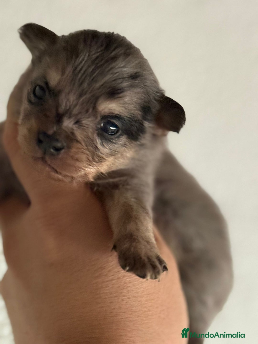 Chihuahua perros en venta: Chihuahuas toy cabeza manzana ya podéis reservar  - Imagen 4