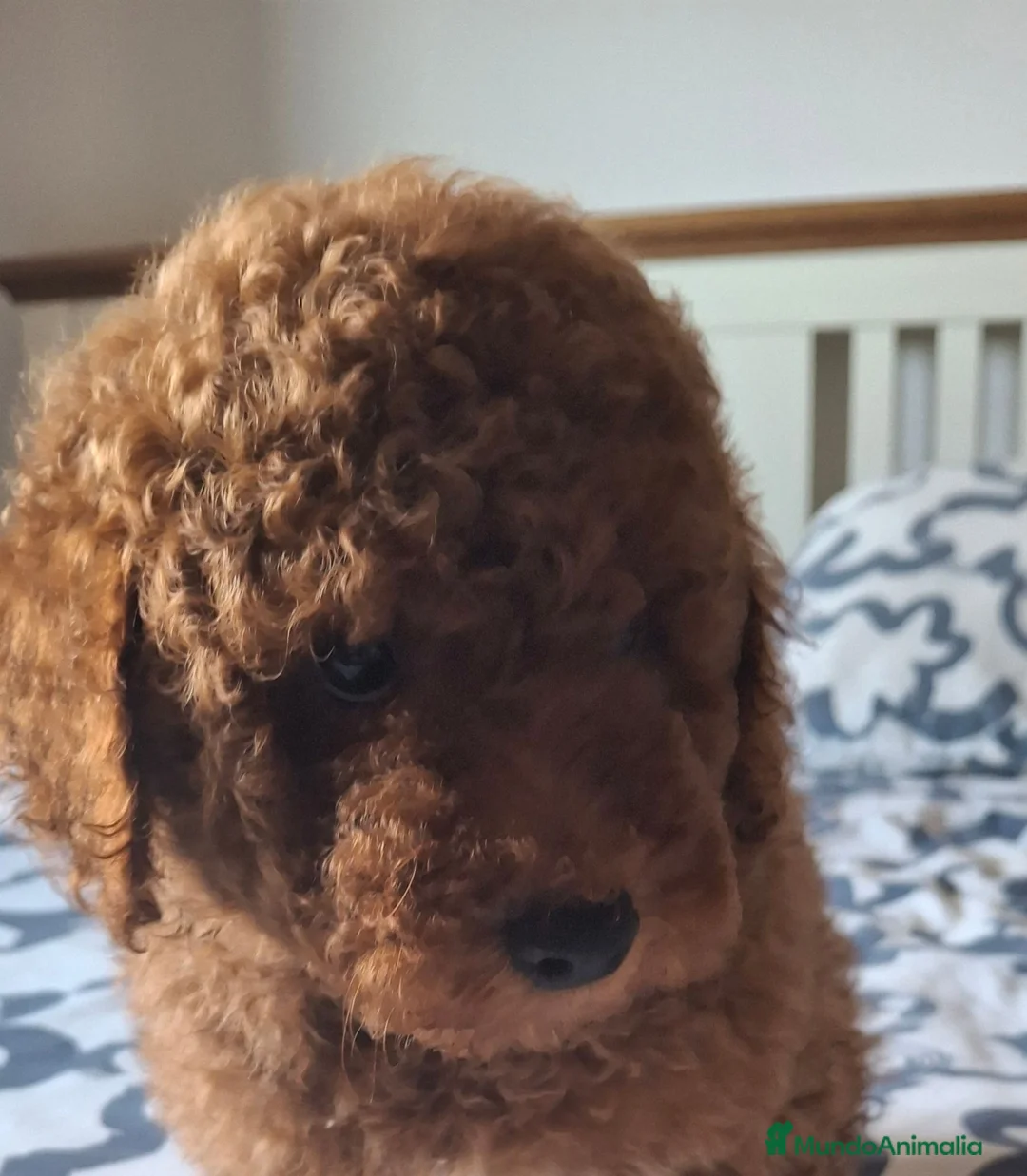 Caniche Toy perros en venta: Caniche toy rojo - Anuncio 2