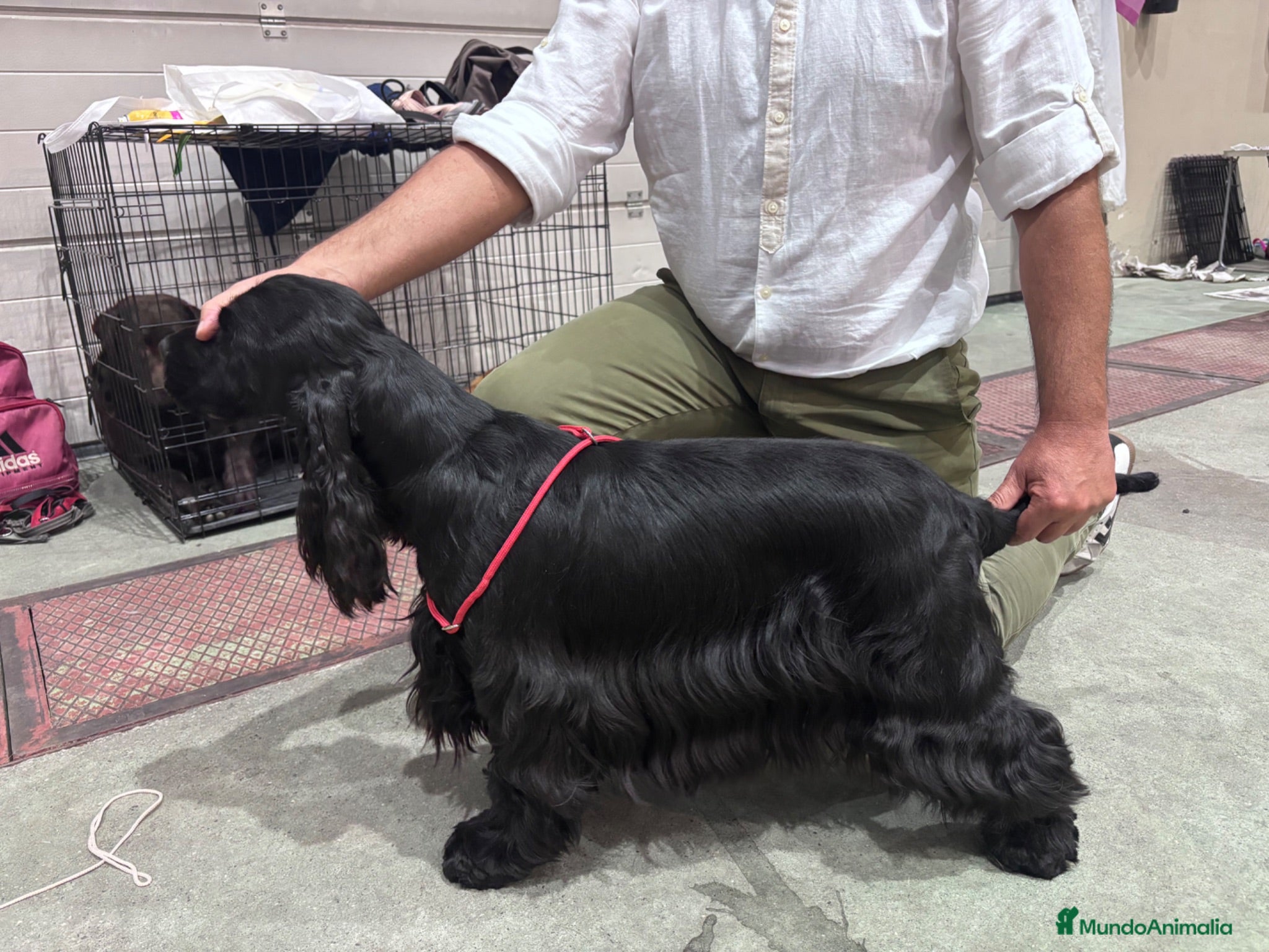 Cocker Spaniel Inglés perros Excepcionales cachorros cocker spaniel inglés  - Anuncio 1
