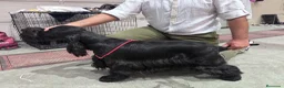 Cocker Spaniel Inglés perros en venta: Excepcionales cachorros cocker spaniel inglés  - Anuncio 5