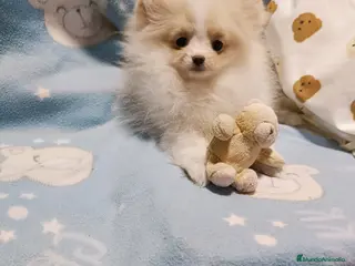 Pomerania perros Pomerania precioso 💖💕 ositos merles - Anuncio 11