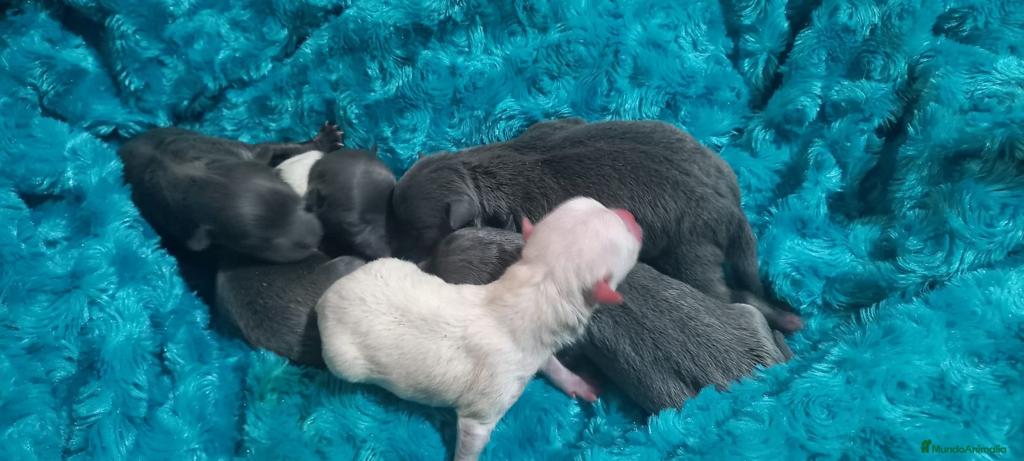 Pomchi perros Pomchis preciosos toy  - Anuncio 1