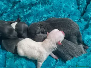 Pomchi perros Pomchis preciosos toy - Anuncio 1