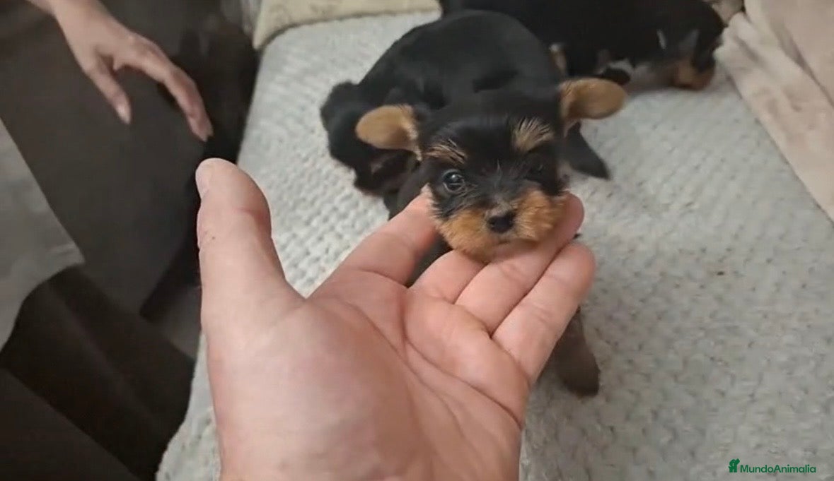Yorkshire Terrier perros No te quedes sin el tuyo! Yorkshire toys  en Cádiz - Anuncio 3