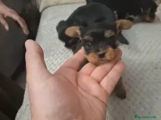 Yorkshire Terrier perros No te quedes sin el tuyo! Yorkshire toys en Cádiz - Anuncio 3