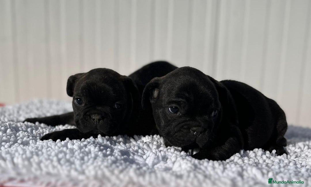 Bulldog Francés perros en venta: Bulldog francés negros  - Anuncio 5