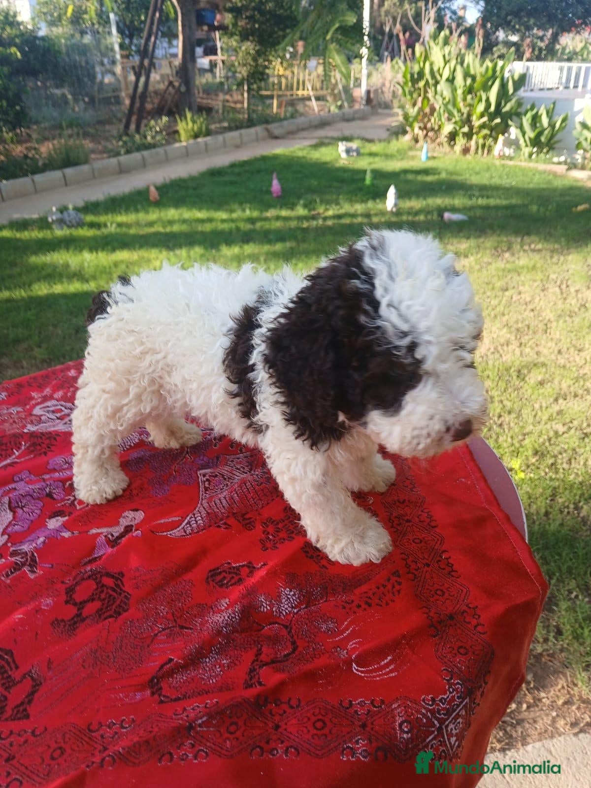 Perro de Agua Español perros Perro de agua Español - Anuncio 29