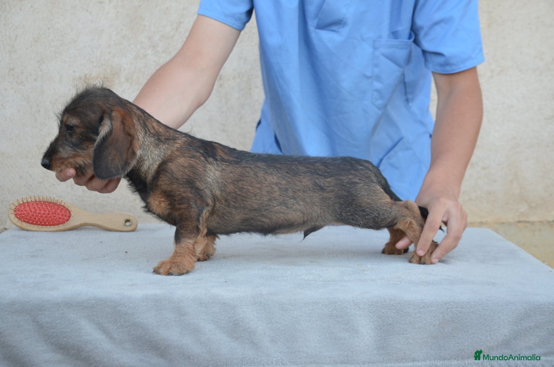 Teckel perros en venta: Teckel de pelo duro - Imagen 2